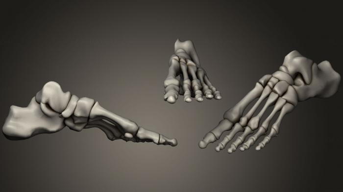 نموذج ثلاثي الأبعاد لآلة CNC تشريح الهياكل العظمية والجماجم عظام القدم